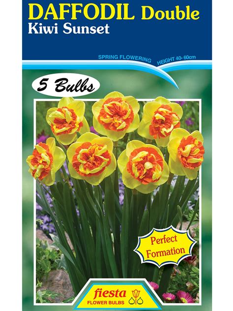 kiwi sunset daffodil|Oderings Garden Centre 